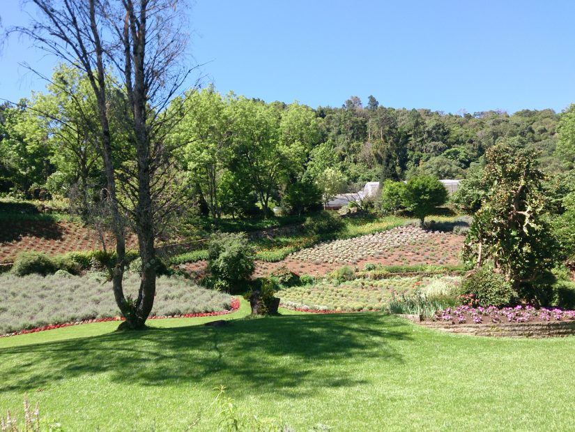 Le Jardin Parque De Lavanda 2   Gramado   RS   Brasil E1544118477801