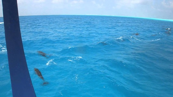 Golfinhos nas Ilhas Maldivas – fonte: Youtube