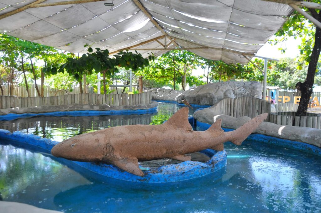 O Que Fazer Em Aracaju Oceanario