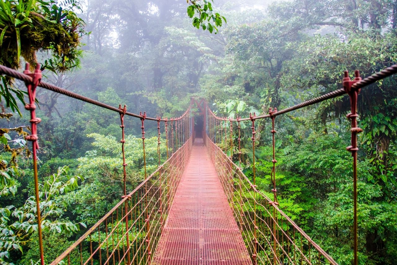 Ponte Em Monteverde Floresta Tropical Em Costa Rica