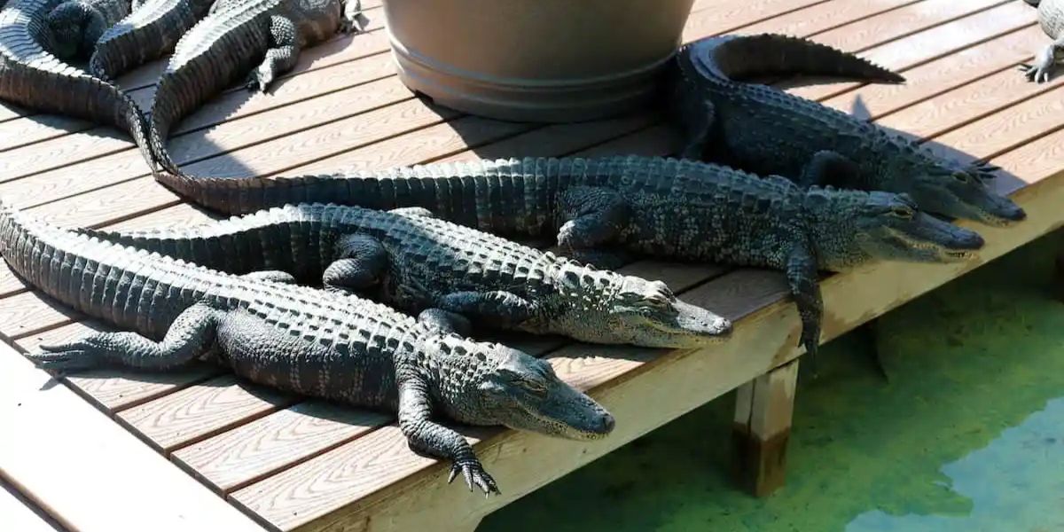 Gatorland Parques Orlando