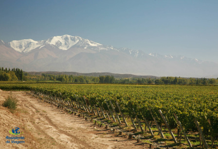 Melhores vinhos argentinos (capa)