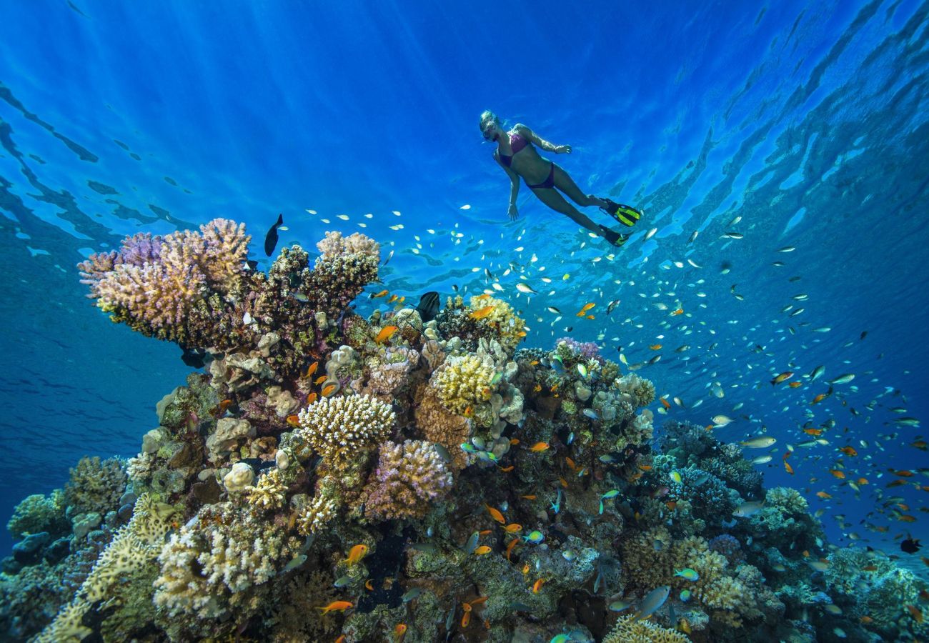 Coral Gardens O Que Fazer Em Bora Bora