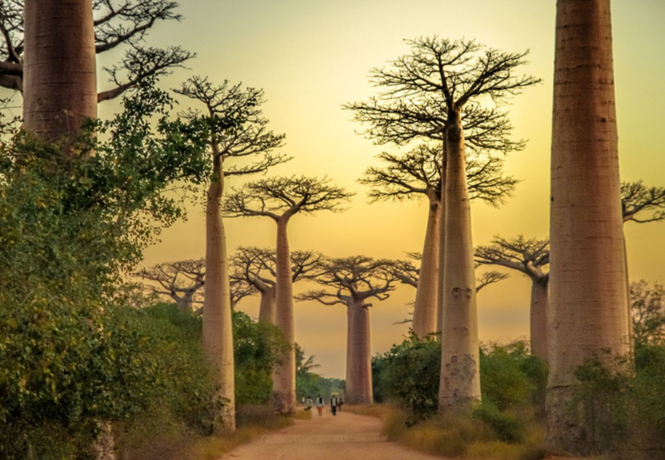 pontos turísticos da África
 alamedas dos baobás