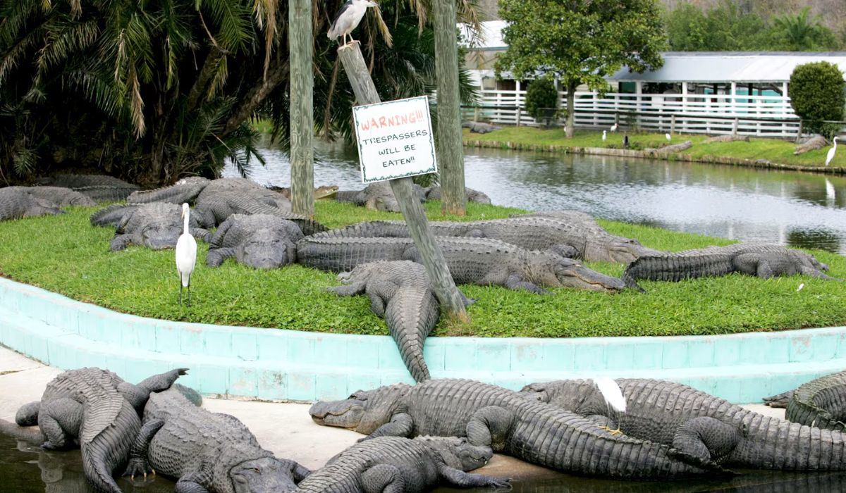 Gatorland