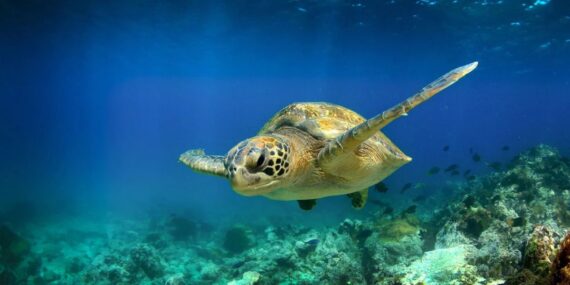 Ilhas Galápagos Equador Ilhas Galápagos Equador