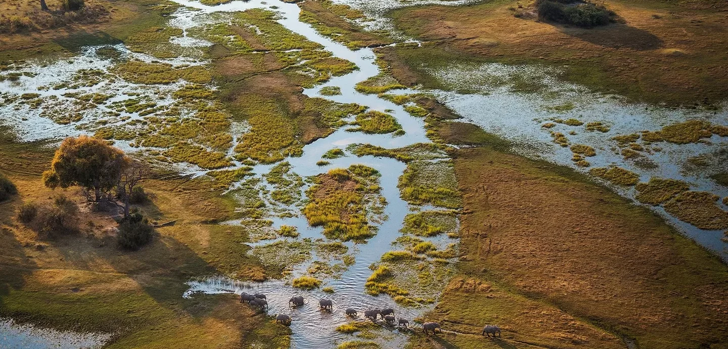 Okavango Delta Elephants Aerial Botswana4 E1744773009148