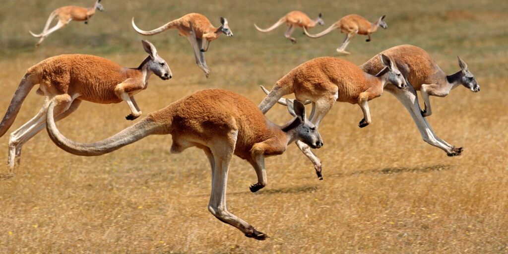 O Que Fazer Na Australia Kangaroo Island