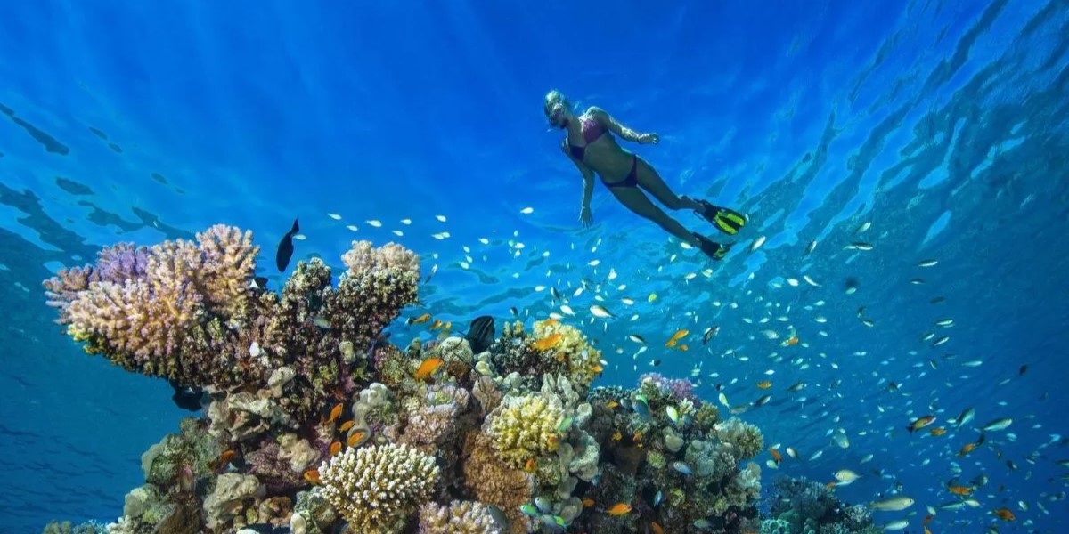 Coral Gardens O Que Fazer Em Bora Bora