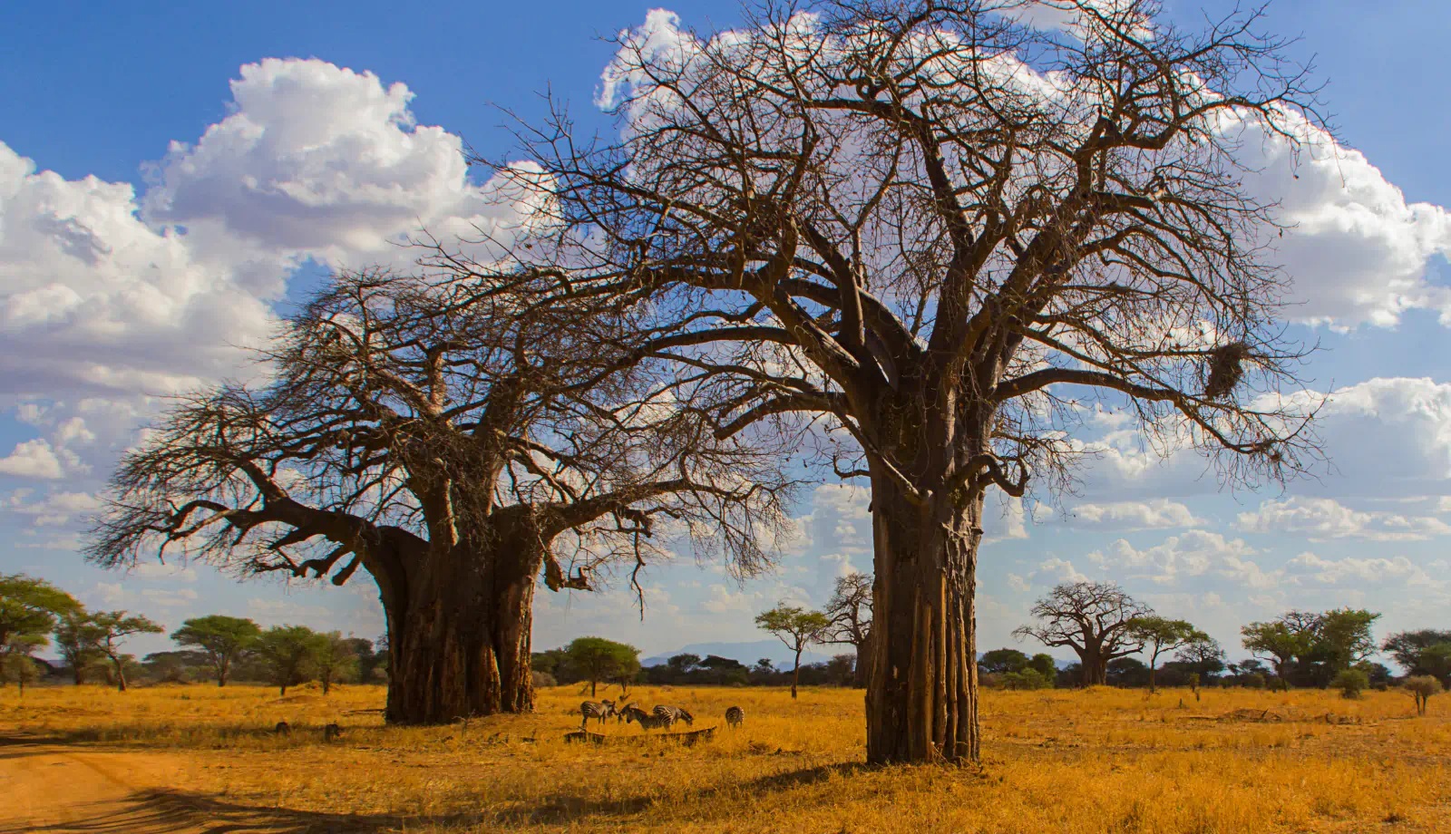 Melhores Destinos Na Africa Em 2025 Quenia