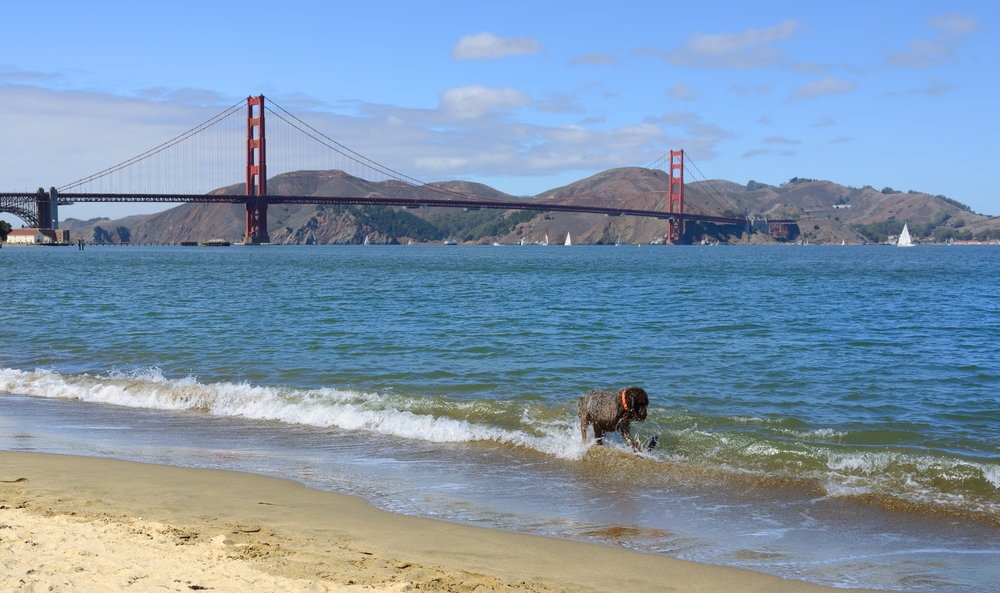 Crissy Fields