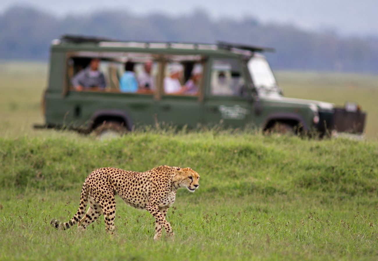 Safari Na Africa Capa