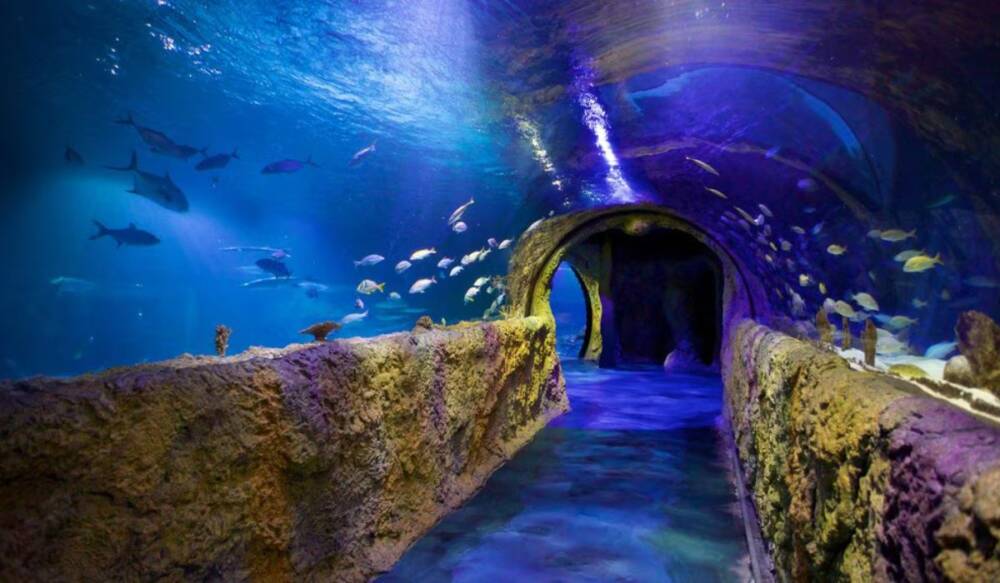 Sea Life Orlando Aquarium E1781893495680